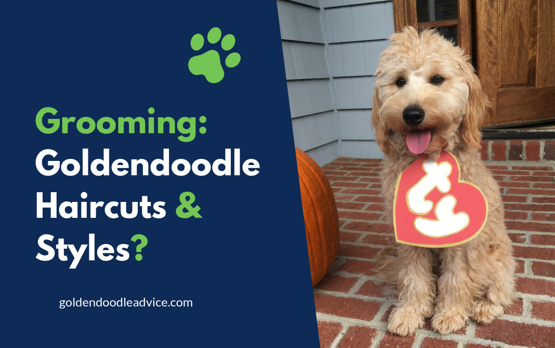 Grooming - Goldendoodle Haircuts &Amp; Styles [With Pictures]