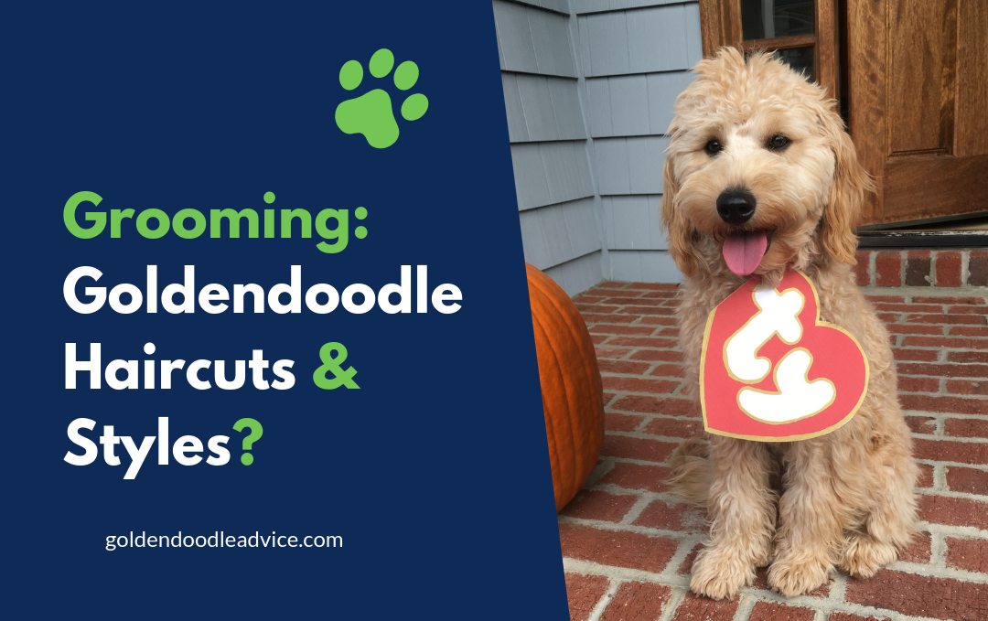 should goldendoodles be trimmed