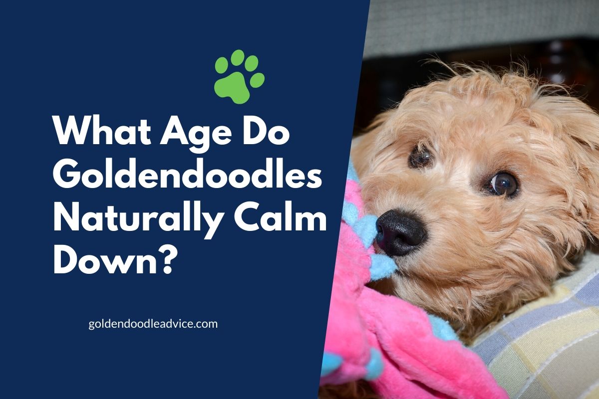 What Age Do Goldendoodles Naturally Calm Down_ #Dogs, #Puppies, #Doodles