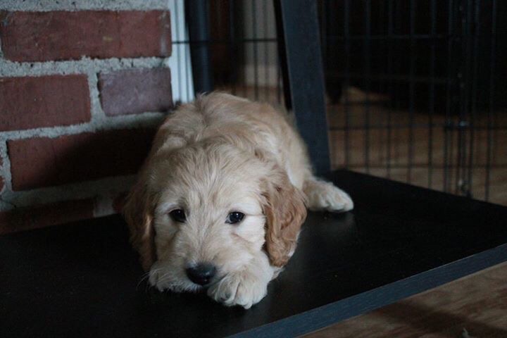 When A Goldendoodle Puppy Is Calm, Do You Need To Worry? #Dogs #Puppies