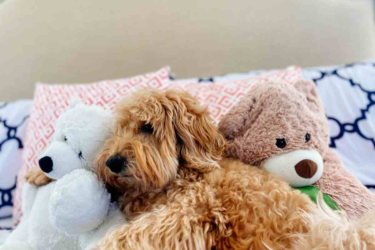 How Long Do Goldendoodles Sleep Per Day?