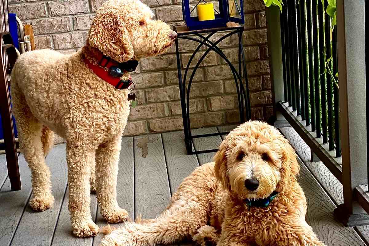 Can A Goldendoodle Be A Show Dog?