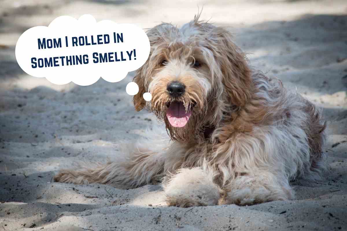 Why Does My Goldendoodle Stink? #Dogs #Goldendoodles #Puppies