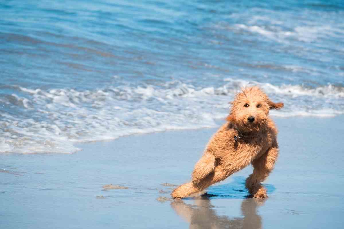 What Is the Goldendoodle Life Expectancy? (Answered!) Goldendoodle Advice