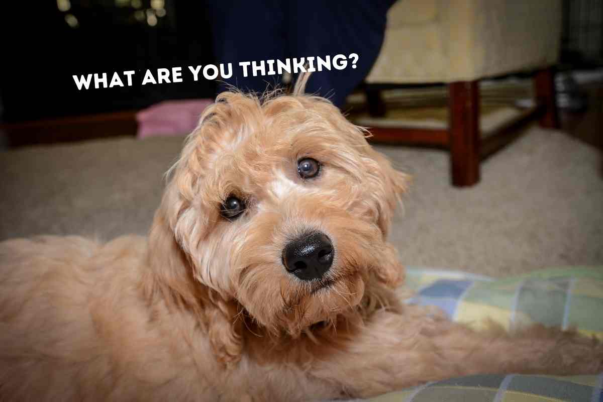Why Does My Goldendoodle Stare At Me?