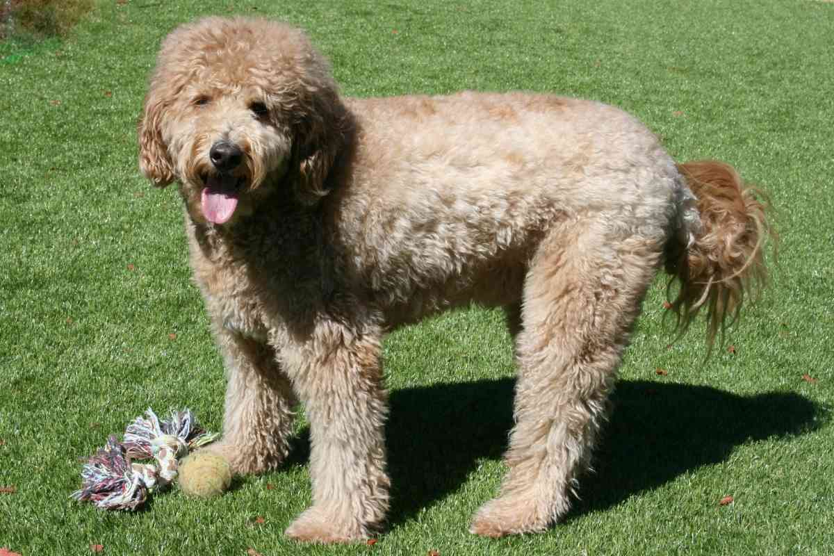 At What Age Is A Mini Goldendoodle Full Grown? 3