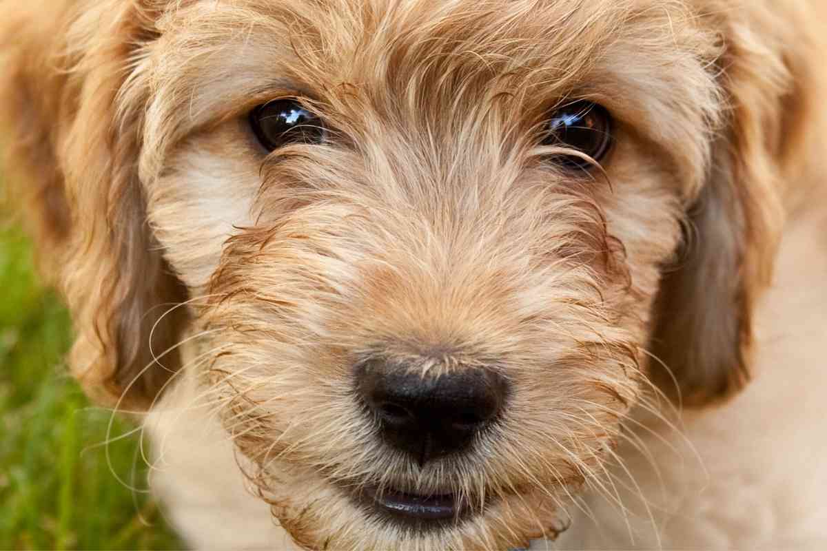 should you shave a goldendoodle