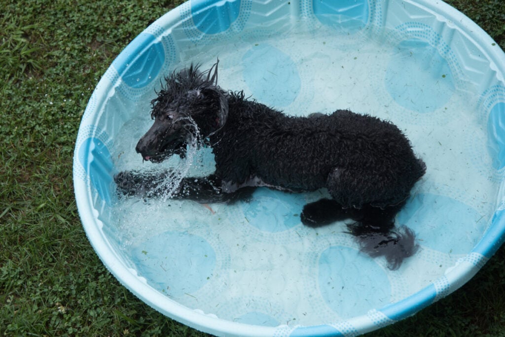 Do Goldendoodles Get Hot Easily?