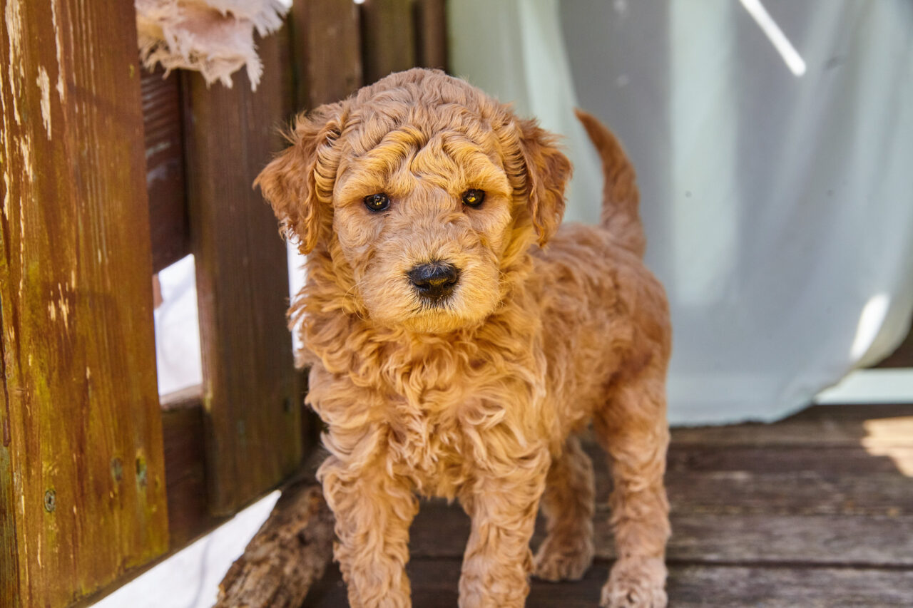 How Much Is A Mini English Goldendoodle? 2