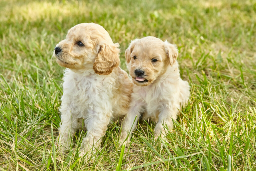 What Does F1B Mini Goldendoodle Mean? 1