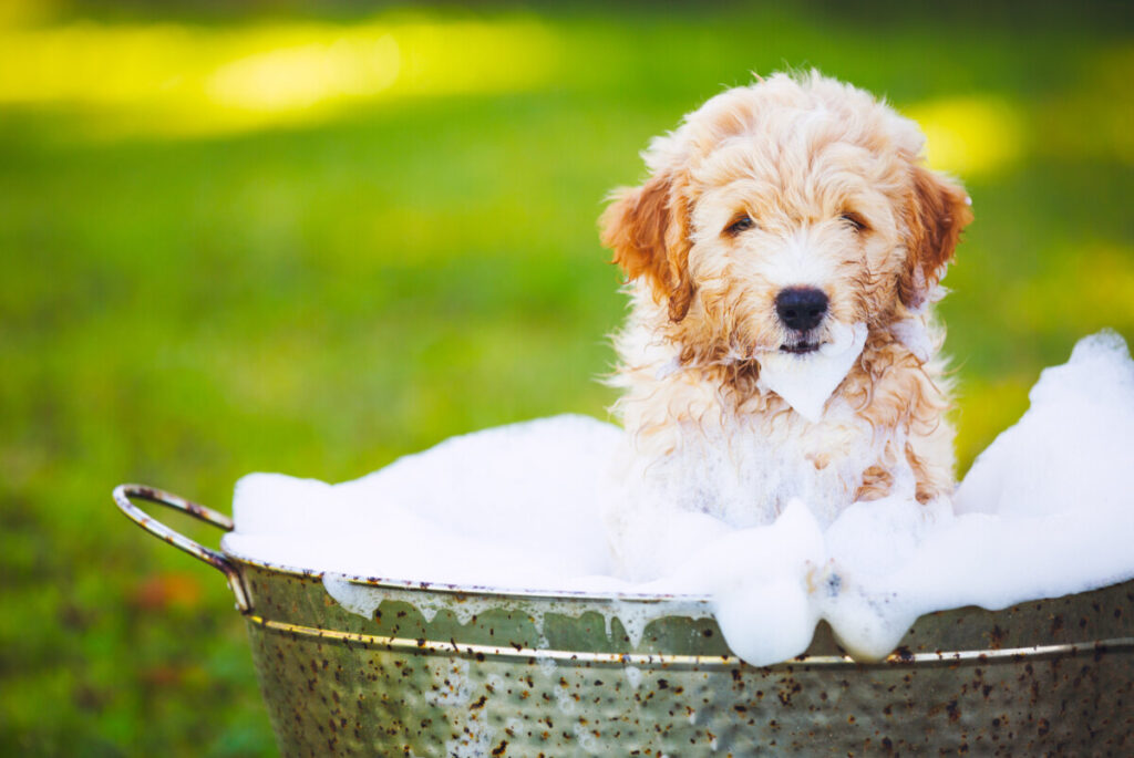 How Often Can You Bathe A Goldendoodle Puppy? 6