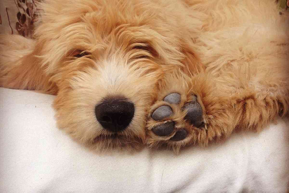 Mini Goldendoodle Weight Guidelines: How Much Do Mini Goldendoodles Weigh? 7