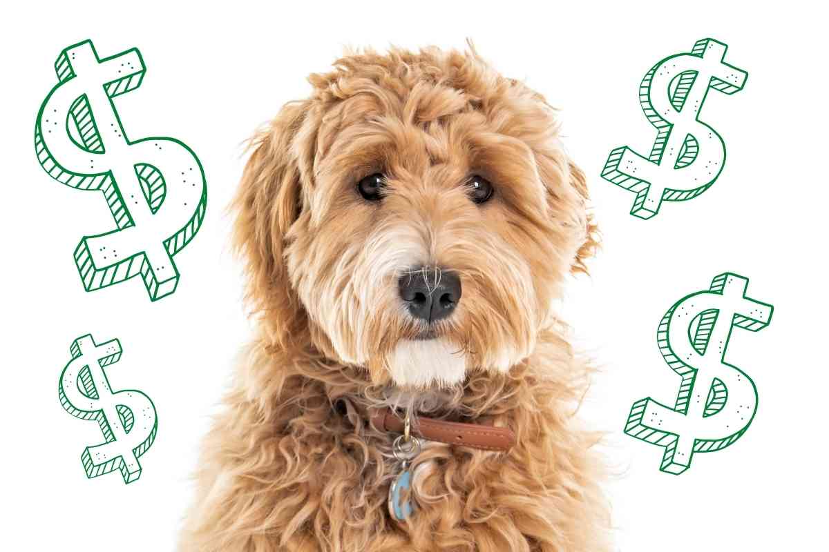 How Much Does A Goldendoodle Cost: Puppy Prices &Amp; Daily Maintenance 6