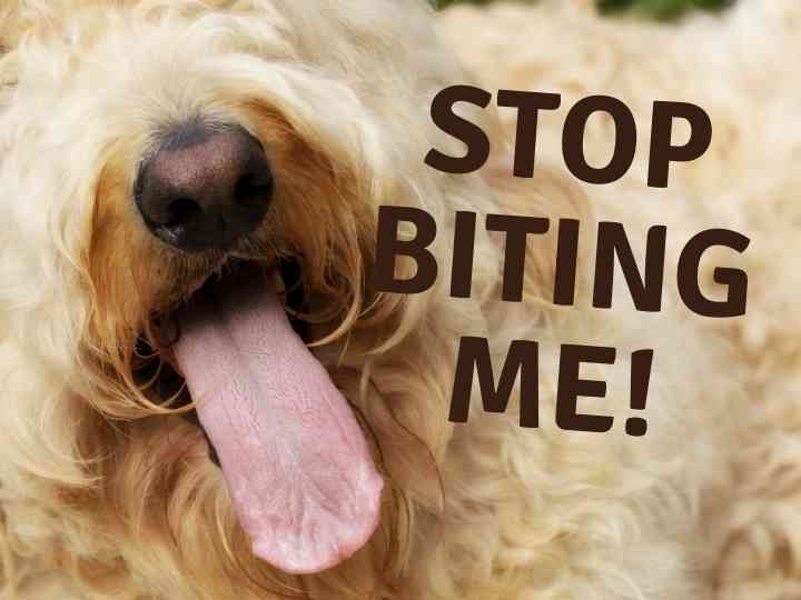 When Do Goldendoodles Stop Biting And How You Can Stop It? 4