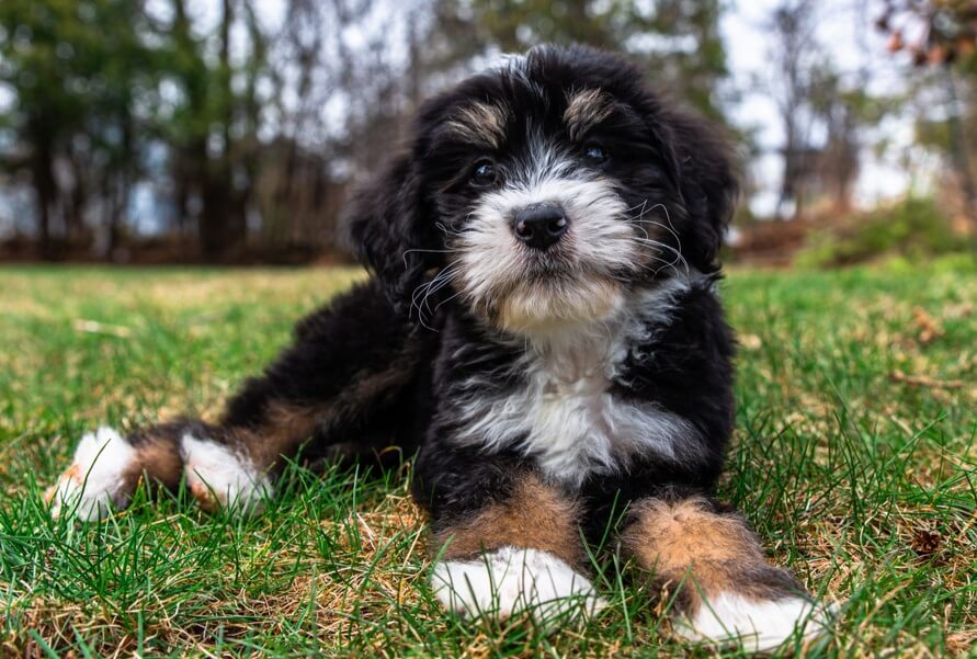 Bernedoodle Puppy Lying On The Ground