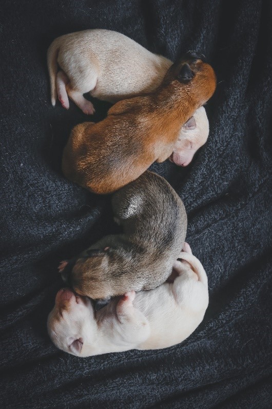Dog Puppies Sleeping