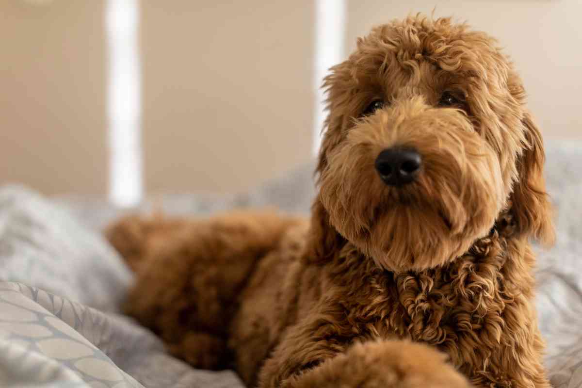 F1B Mini Goldendoodle: Your Ultimate Guide To This Adorable Breed 1