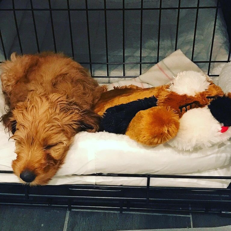 What Do You Do When You First Get A Goldendoodle