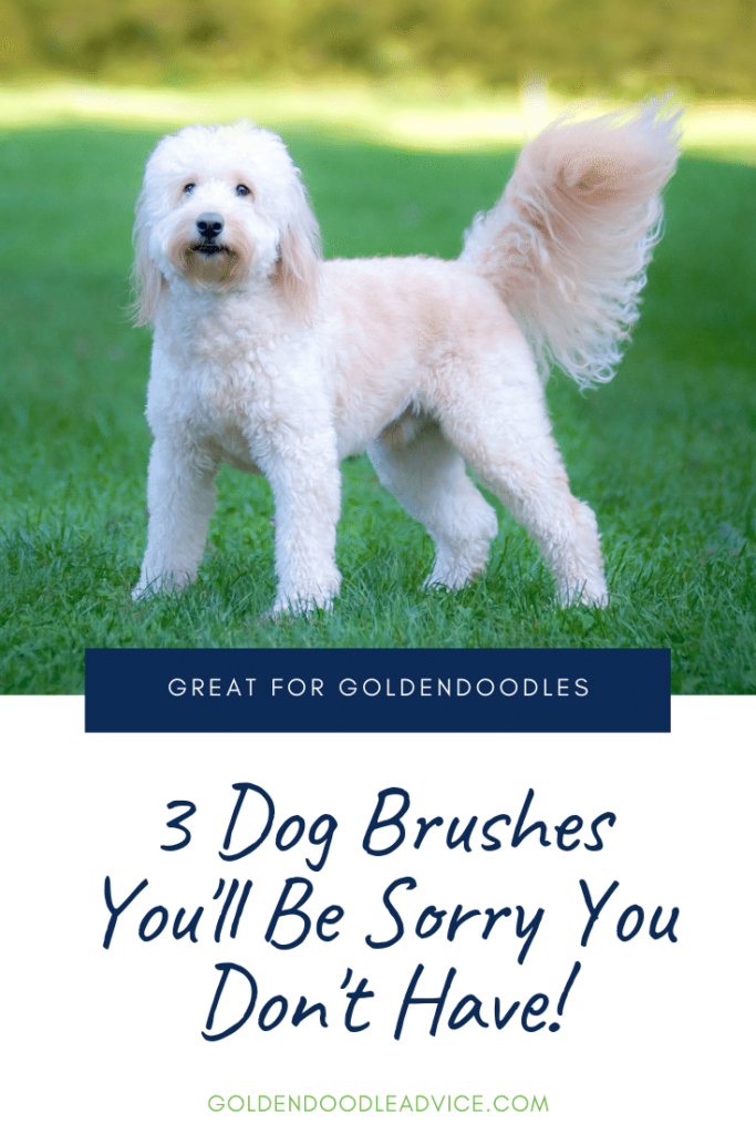 How To Prevent Goldendoodle Matting 3 Must Own Dog Brushes