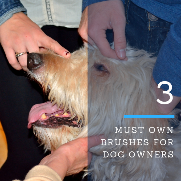 3 MUST OWN DOG BRUSHES FOR DOG OWNERS DEMATTING COMB Goldendoodle Advice