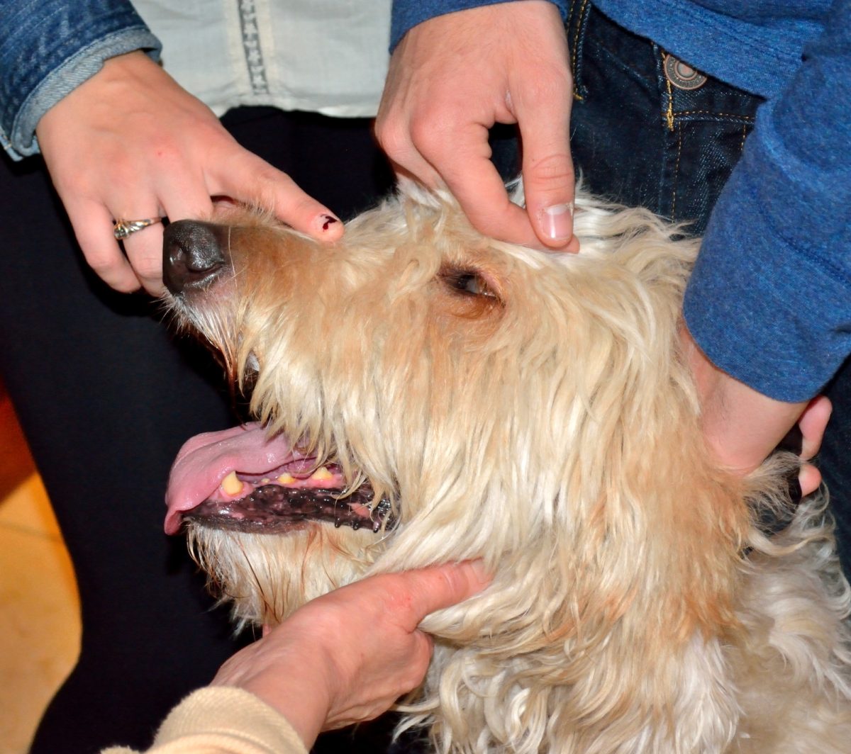 How To Prevent Goldendoodle Matting 3 Must Own Dog Brushes