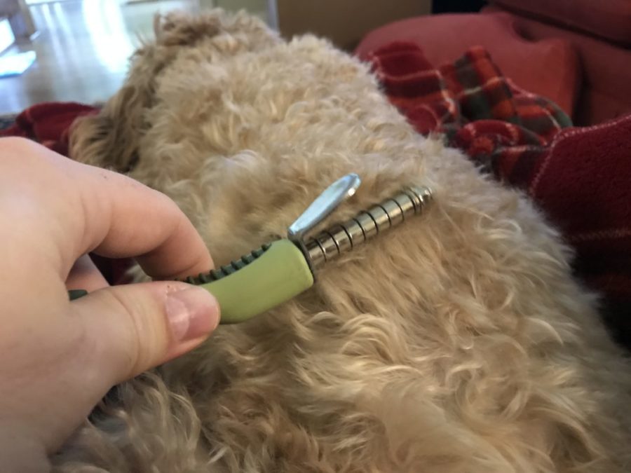 How To Prevent Goldendoodle Matting: 3 Brushes You Must Own