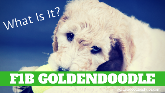 f1 f1b f2 goldendoodles