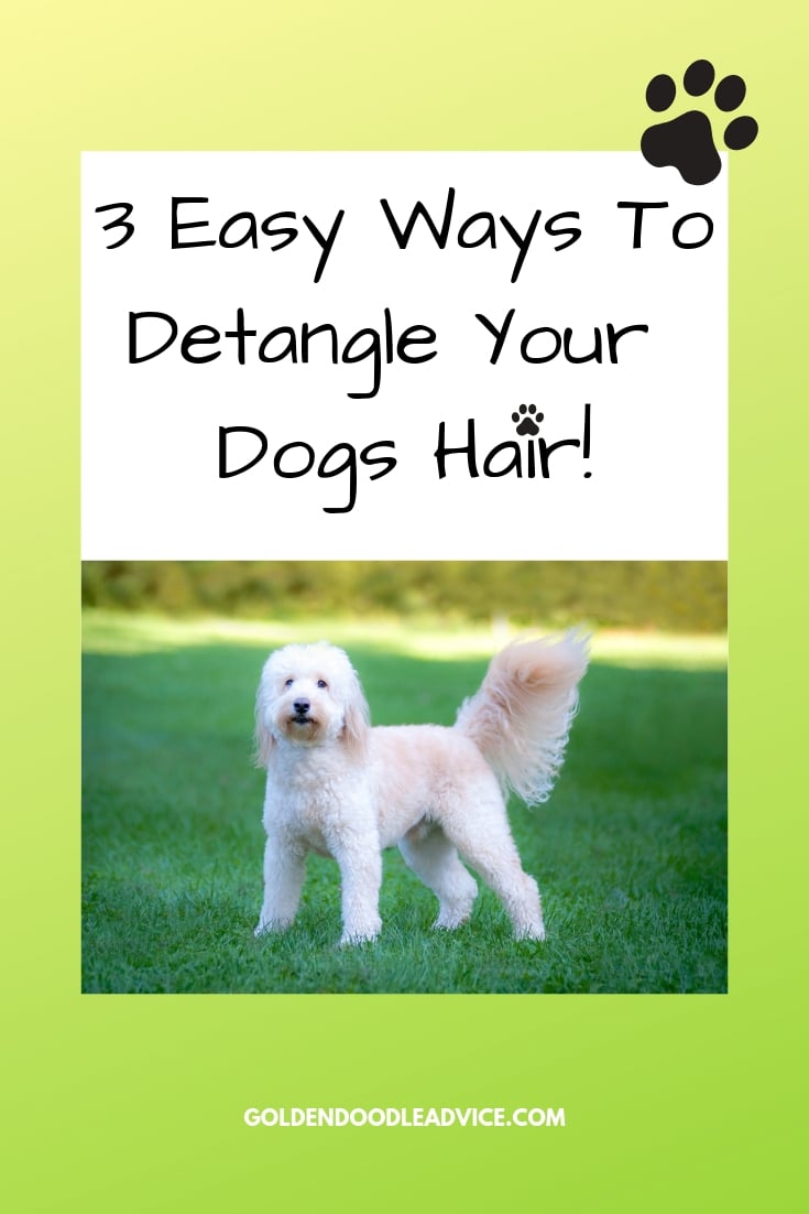 3-easy-ways-to-detangle-your-dogs-hair-goldendoodle-advice