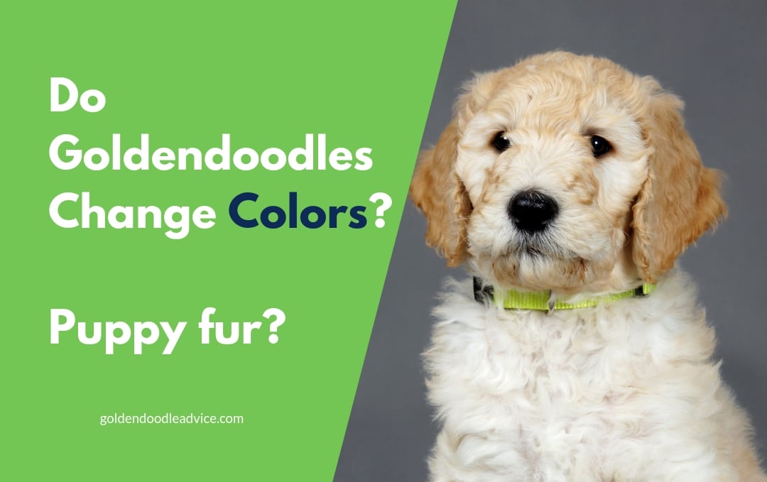 All About Goldendoodle Fur Color Changes Puppy Fur And Shedding