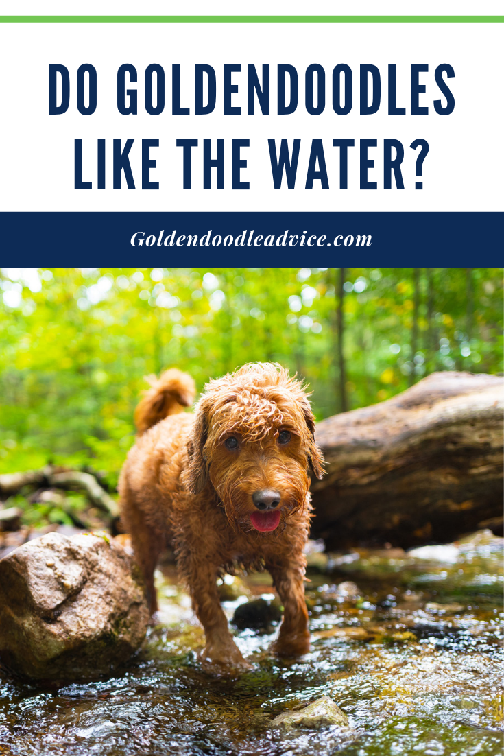 Water Dogs Can Goldendoodles Swim? Do They Like It? Goldendoodle Advice