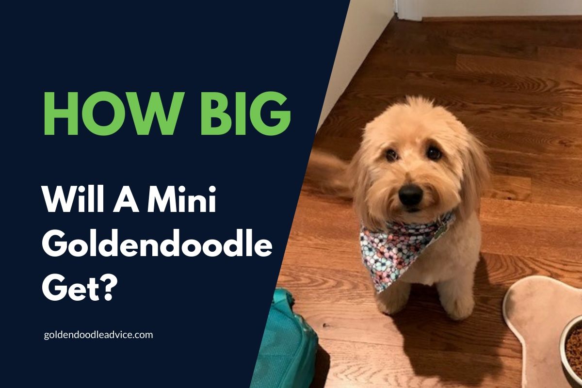 how big will my mini goldendoodle get