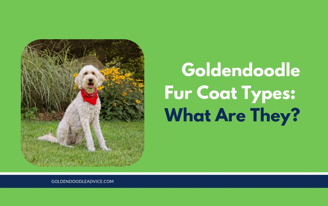 goldendoodle coat types