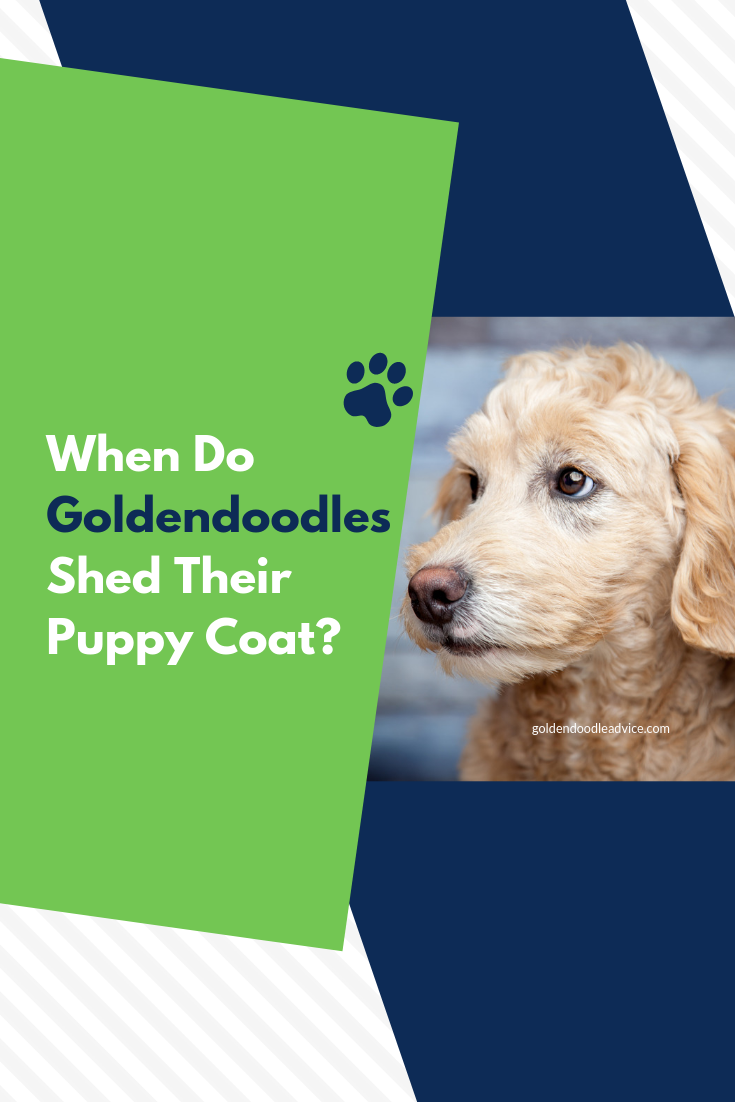Copy of When Do Goldendoodles Shed their Puppy Coat Goldendoodle Advice