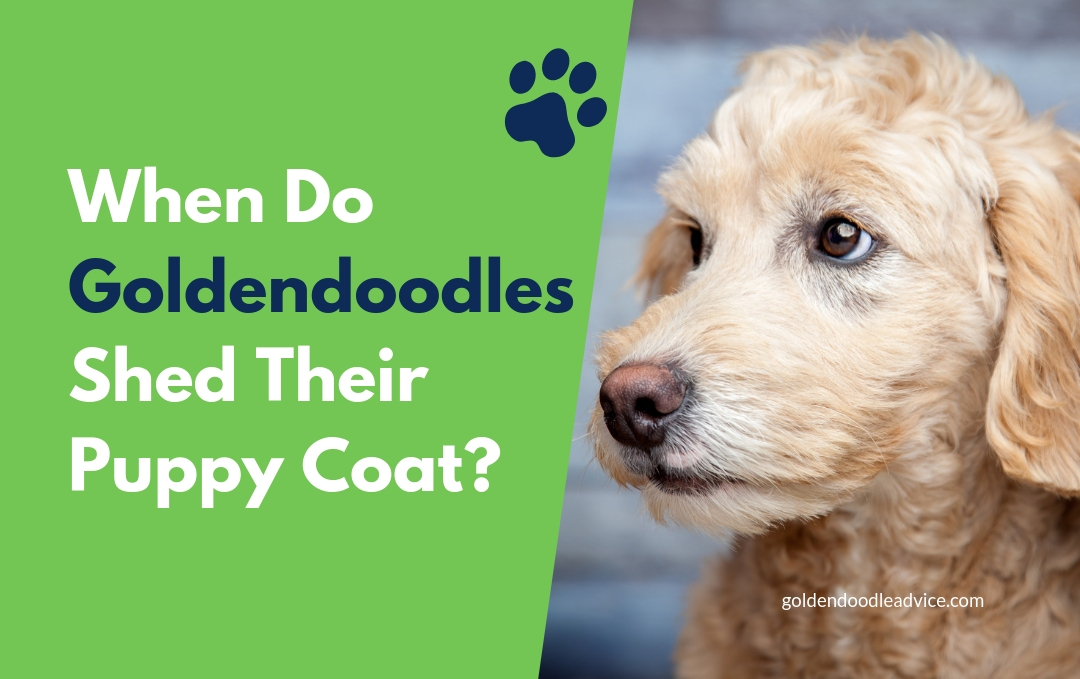 do goldendoodles shed puppy coat