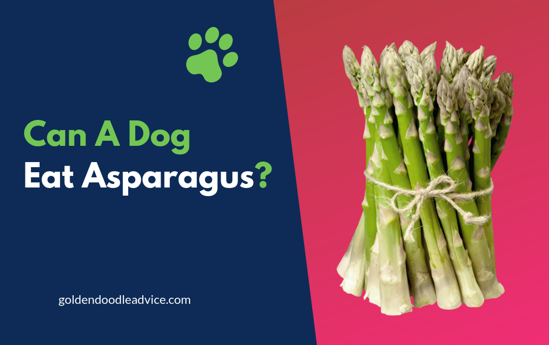 Can A Dog Eat Asparagus