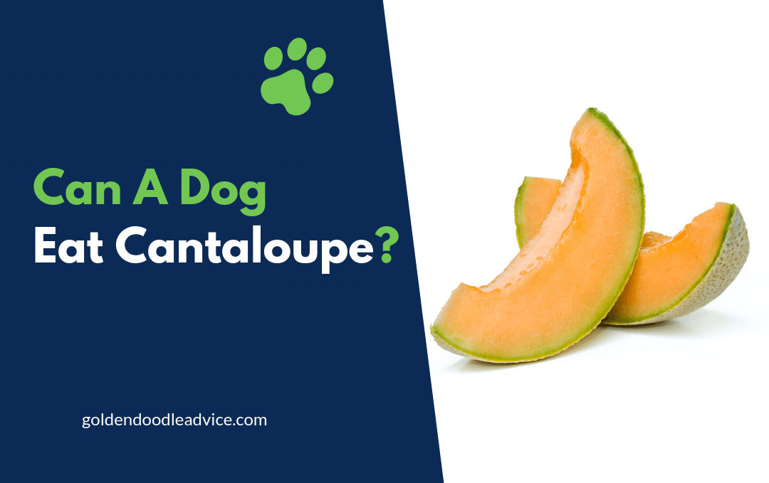 Can A Dog Eat Cantaloupe Goldendoodle Advice