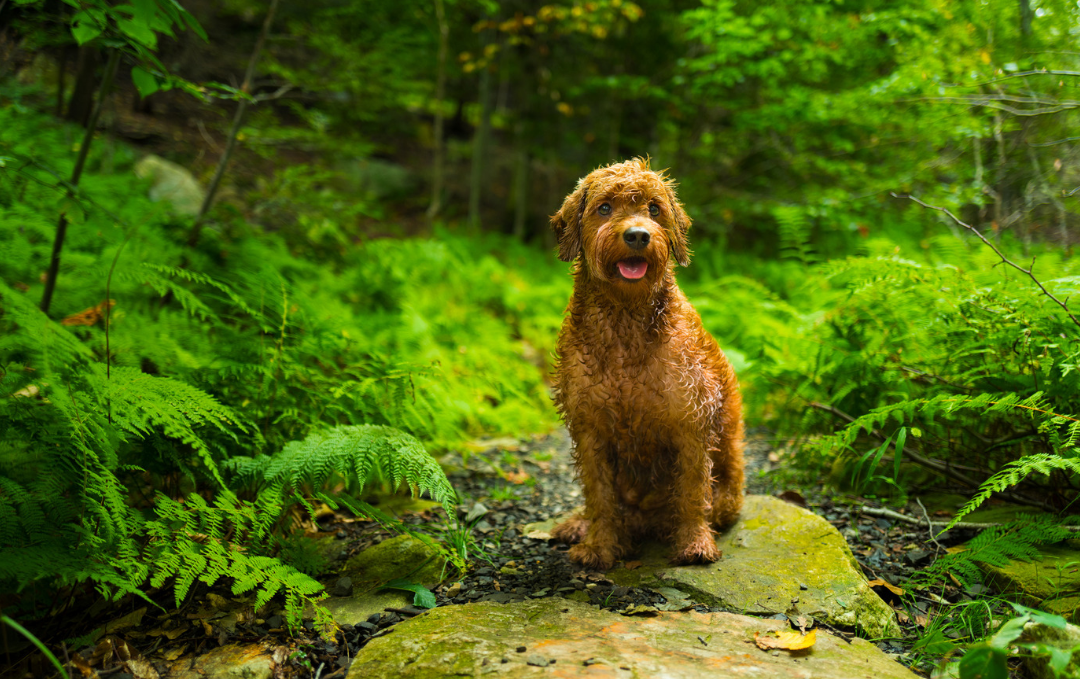 DIY Detangler spray formula for dogs goldendoodles cowboy magic