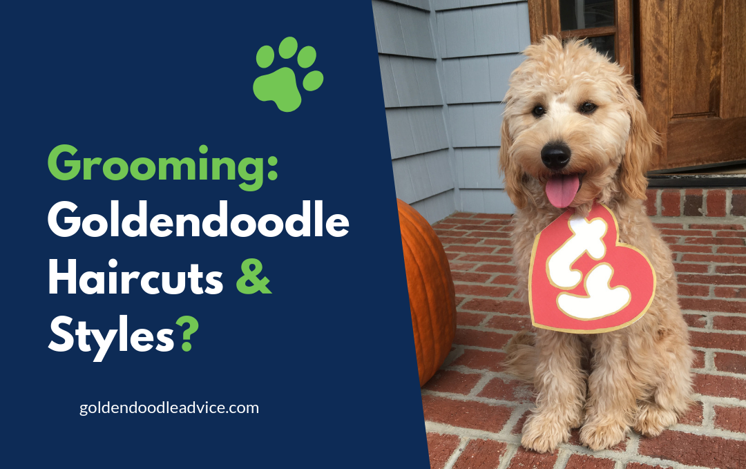 grooming a curly goldendoodle