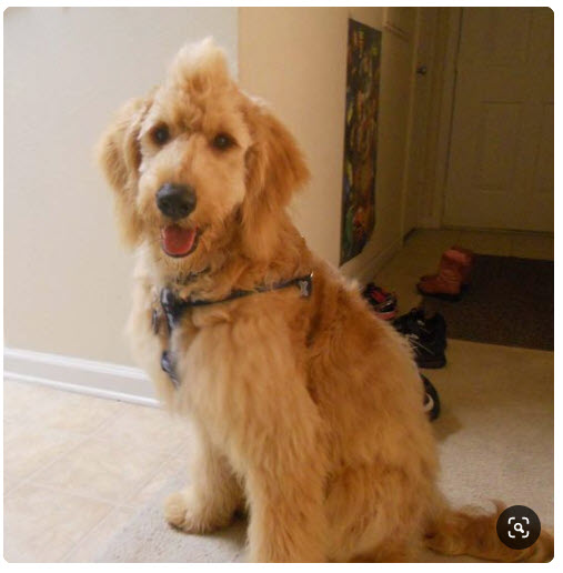 7 Creative Haircuts & Styles for Goldendoodles [With Pictures