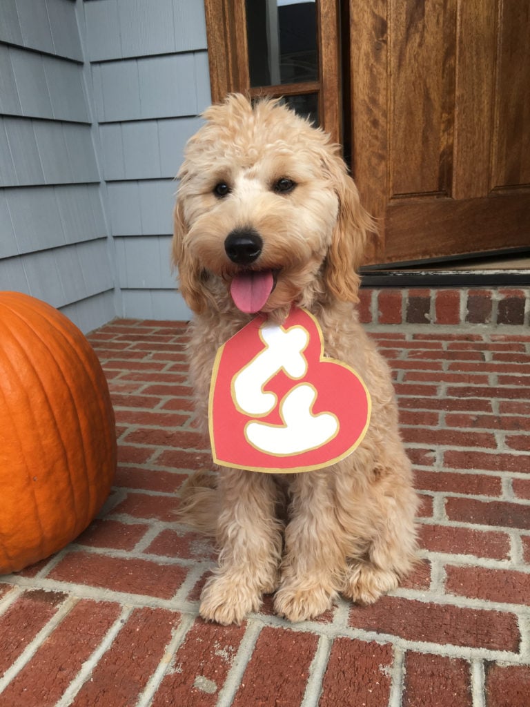 7 Creative Haircuts & Styles for Goldendoodles [With Pictures