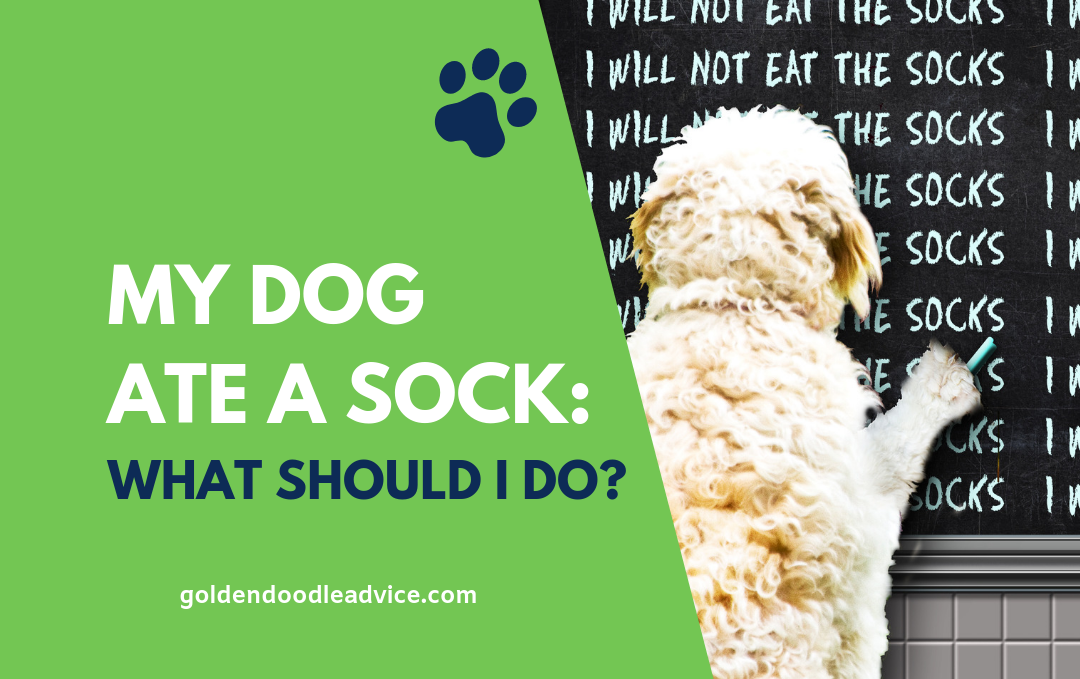 My Dog Ate A Sock: What Should I Do?