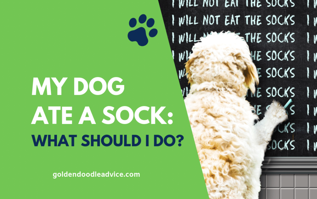 My dog ate a sock what should i do goldendoodle advice