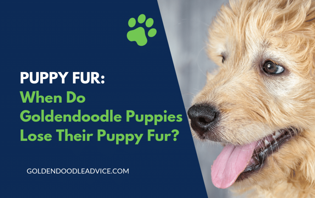 When Do Goldendoodles Shed their Puppy Coat? Goldendoodle Advice
