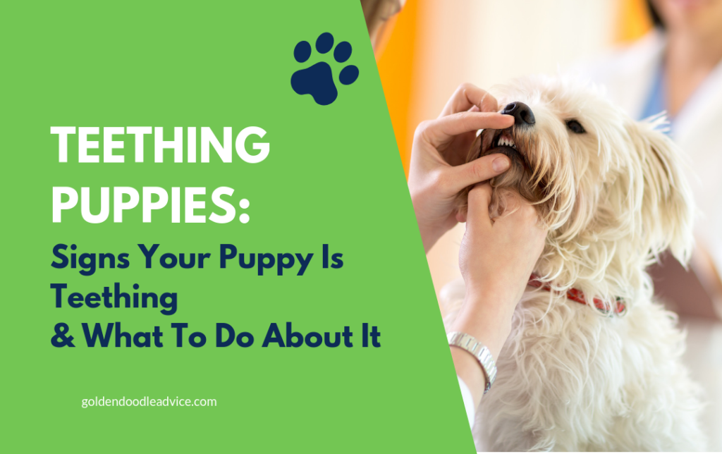 Teething Puppies When Do Puppies Teeth The Worst?