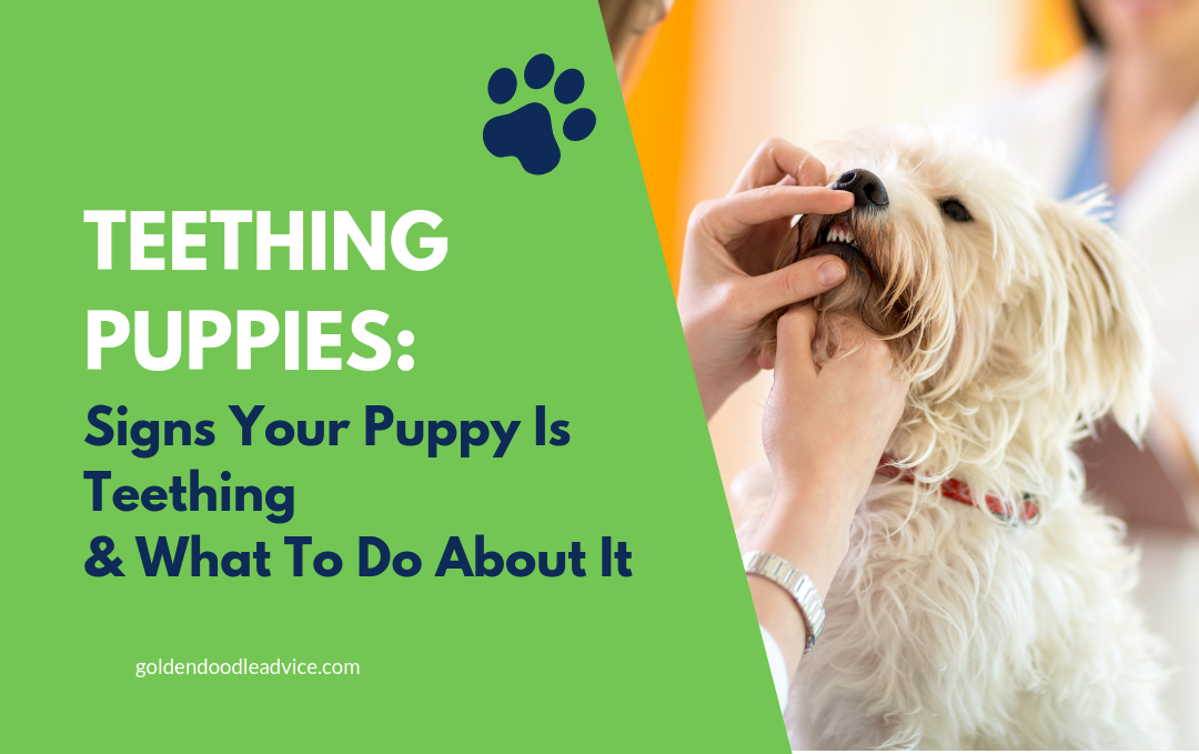 Teething Puppies And What To Do About It!