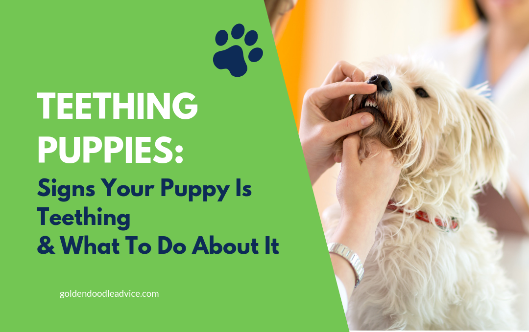 Puppy Must Dos In 2020 Puppies All About Puppies Getting A Puppy