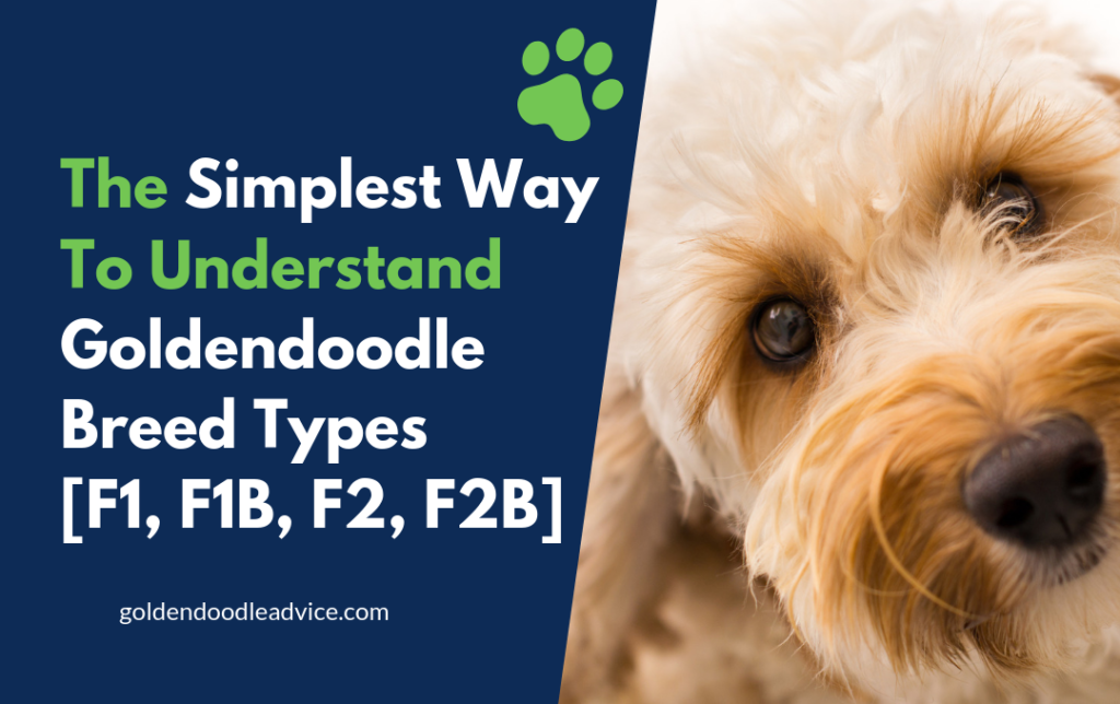 Goldendoodle Chart