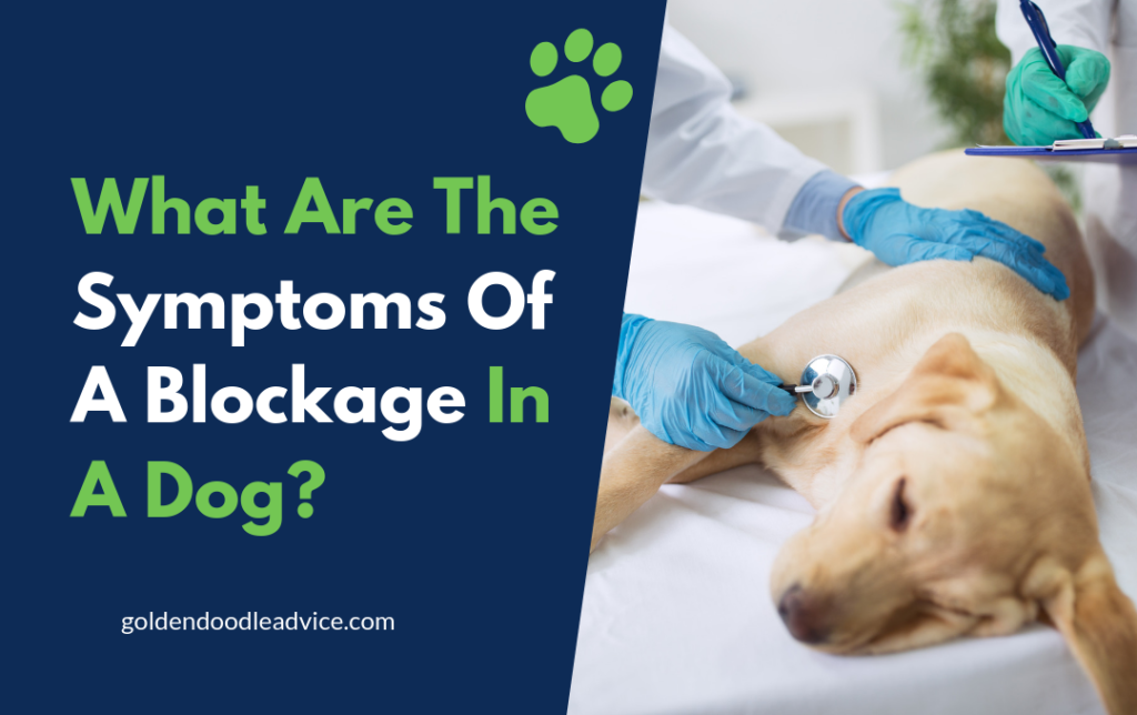 What Are The Symptoms Of A Blockage In A Dog?