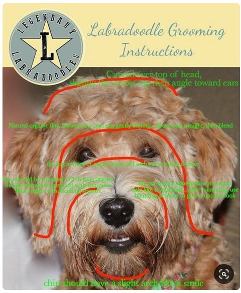 7 Creative Haircuts Styles For Goldendoodles With Pictures