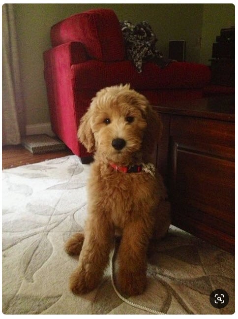 mini goldendoodle short hair